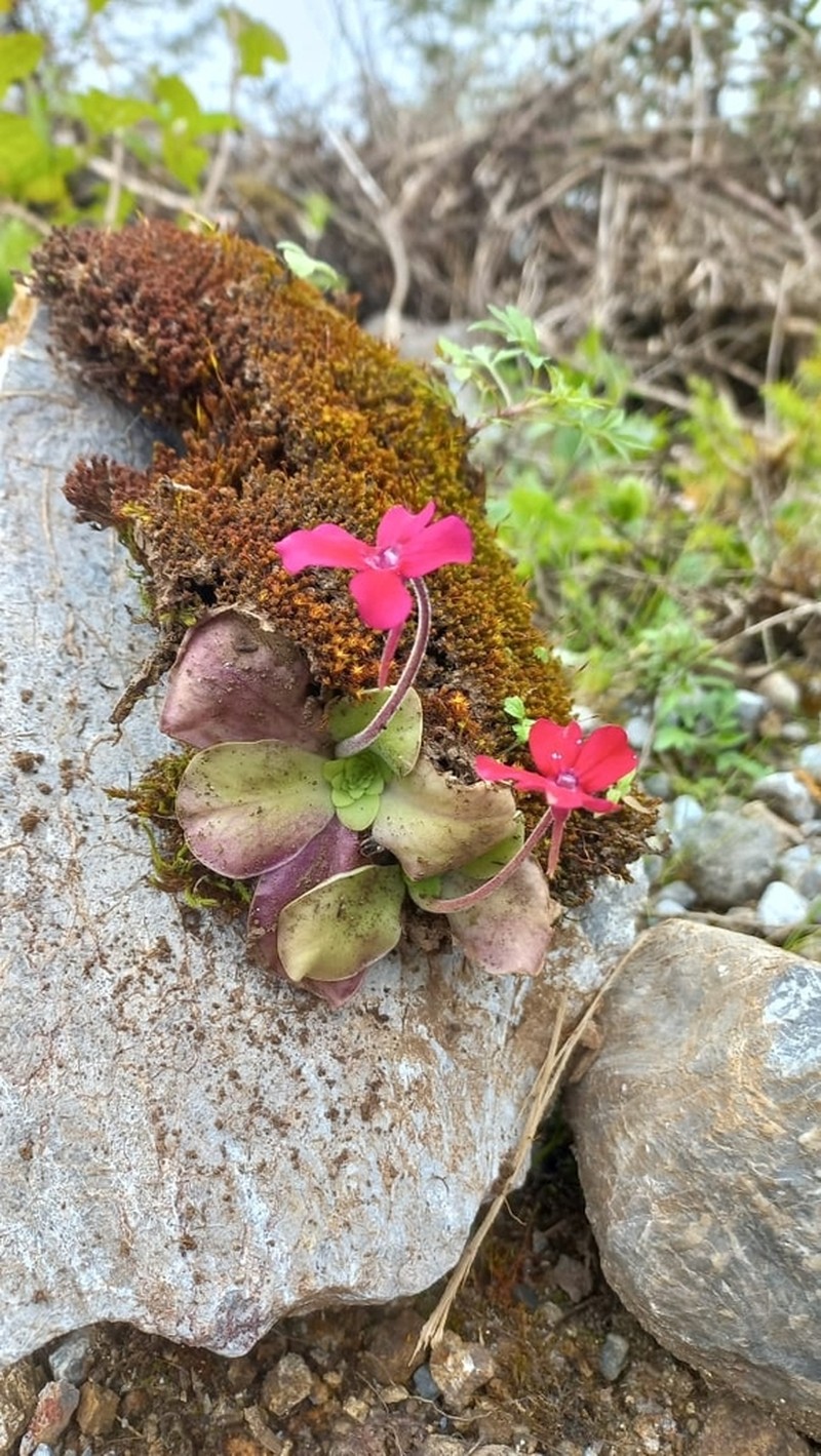 Pinguicula laueana photo 3