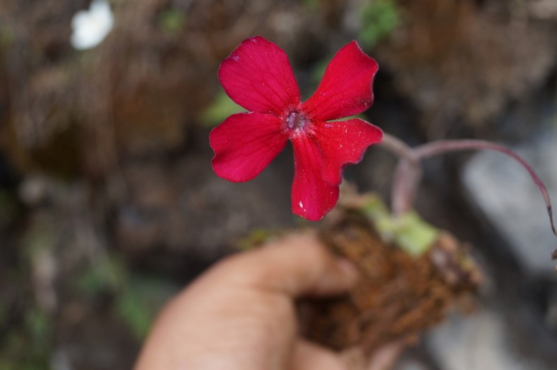 Pinguicula laueana photo 4