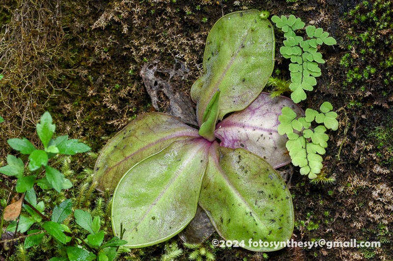 Pinguicula laueana photo 5