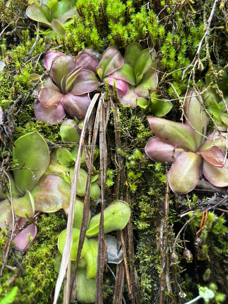 Pinguicula laueana photo 6