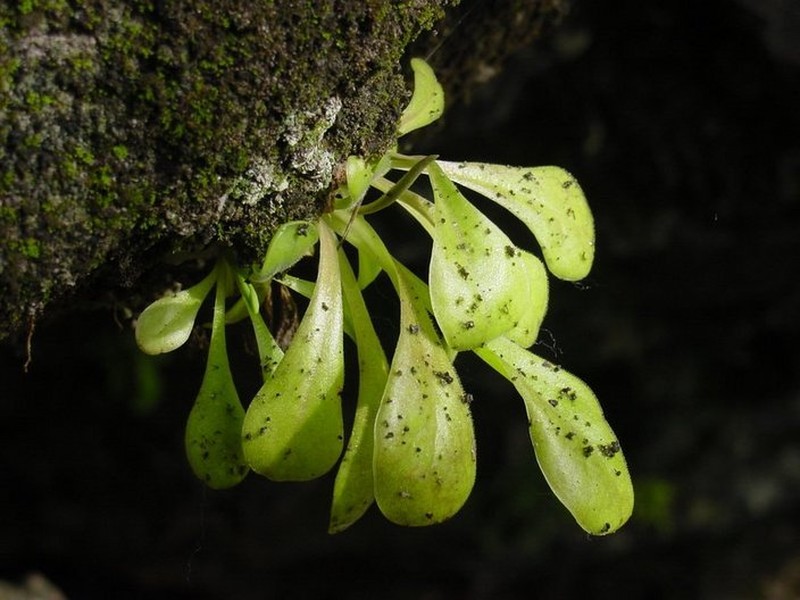 Pinguicula laxifolia