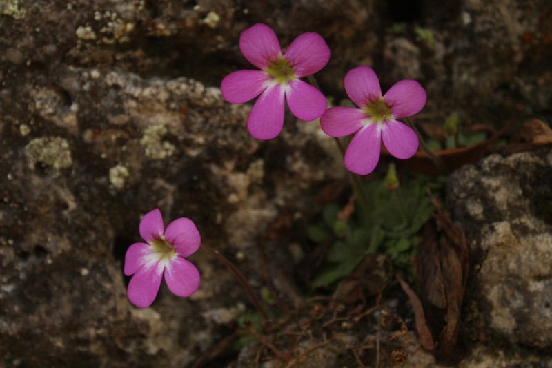 Pinguicula laxifolia photo 2