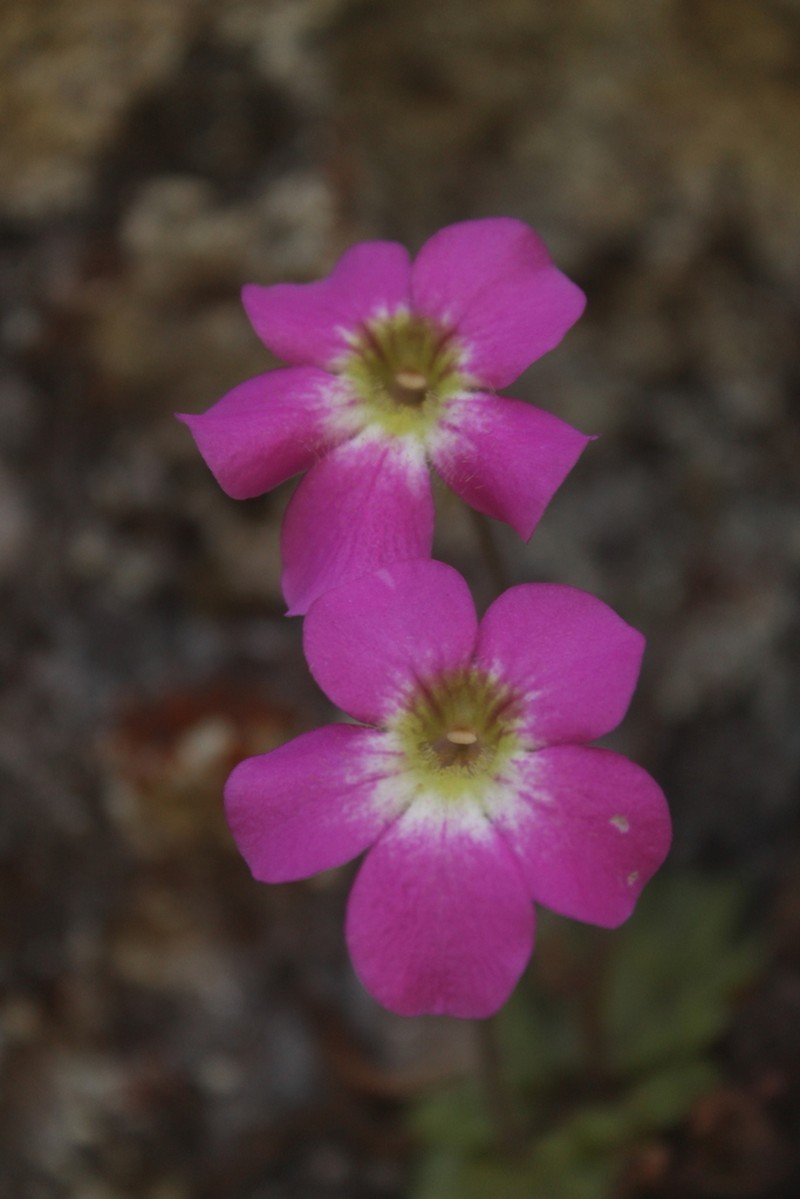 Pinguicula laxifolia photo 3