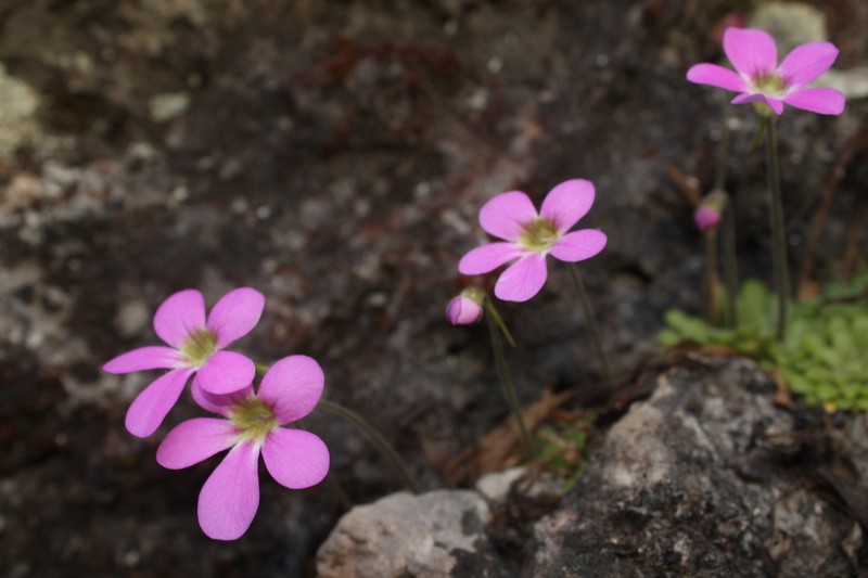 Pinguicula laxifolia photo 4