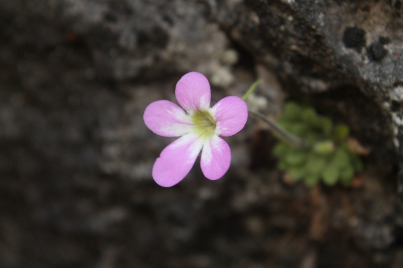 Pinguicula laxifolia photo 5