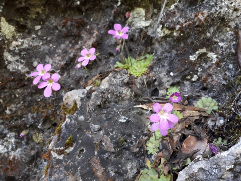 Pinguicula laxifolia photo 6