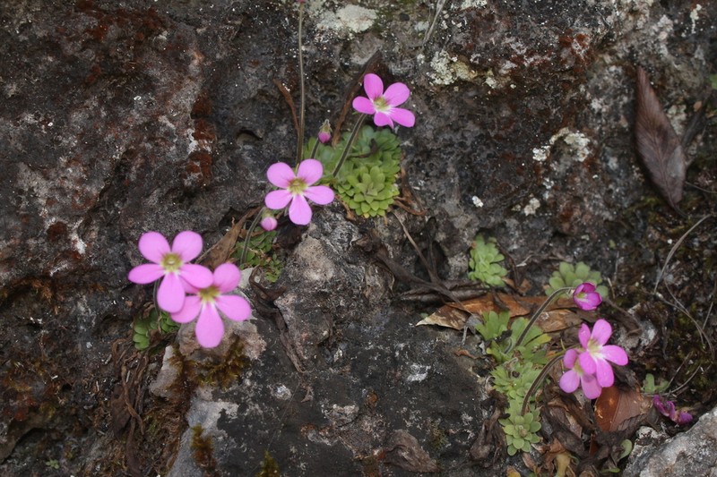 Pinguicula laxifolia photo 7