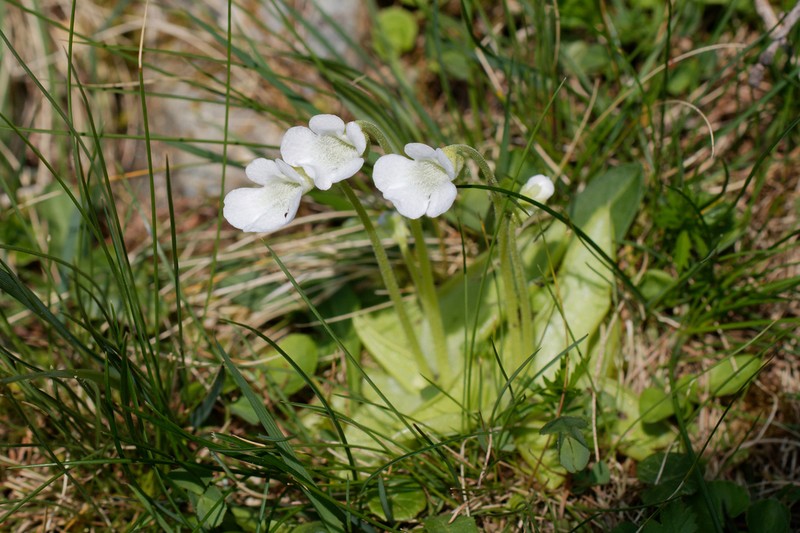 Pinguicula leptoceras photo 2