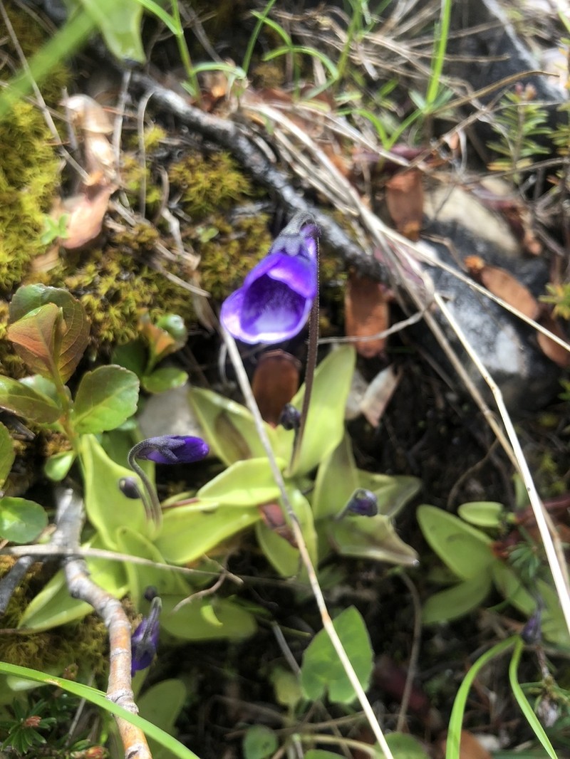 Pinguicula leptoceras photo 3