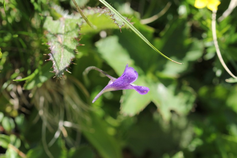 Pinguicula leptoceras photo 4