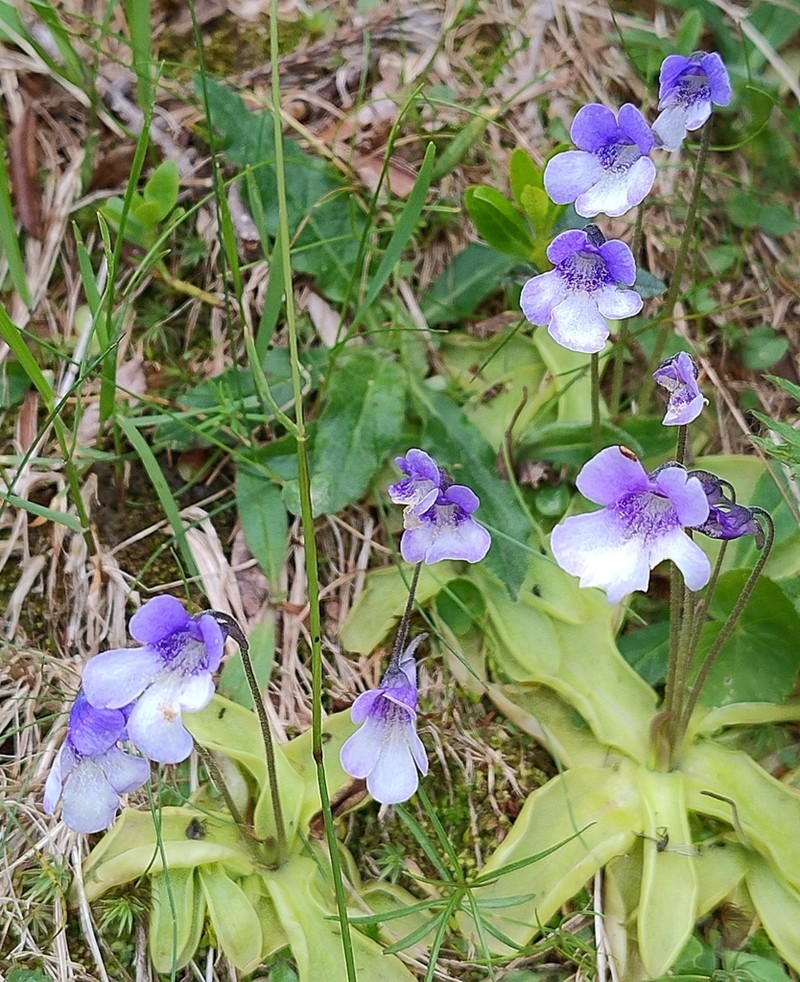 Pinguicula leptoceras photo 5