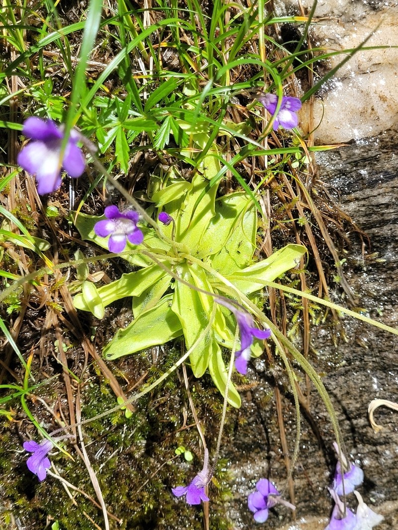 Pinguicula leptoceras photo 6