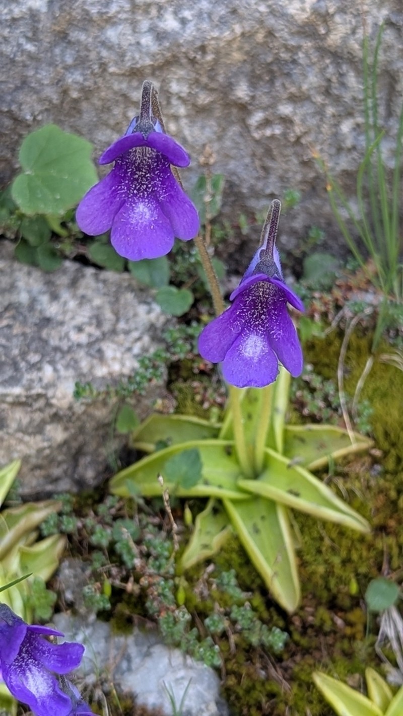 Pinguicula leptoceras photo 7