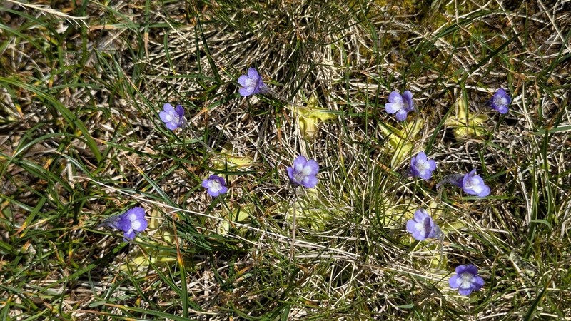Pinguicula leptoceras photo 8