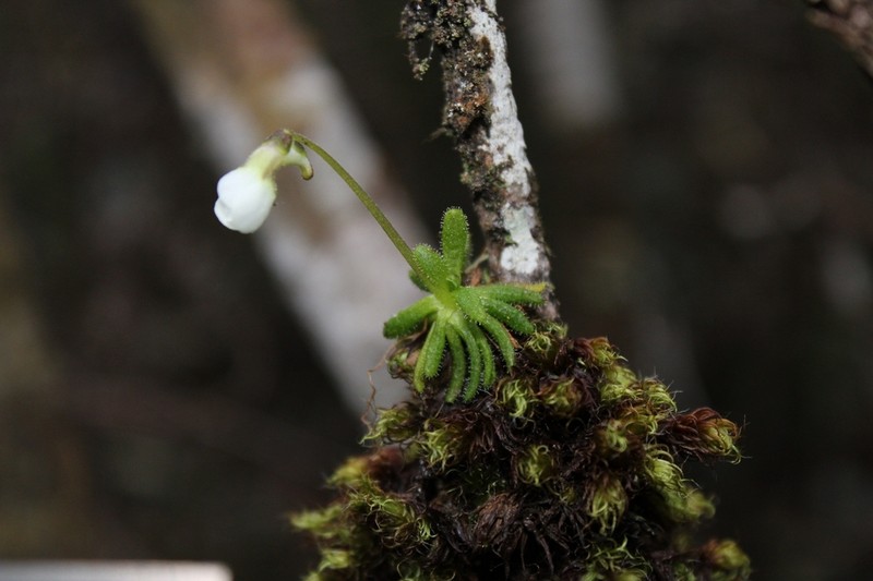 Pinguicula lignicola photo 3