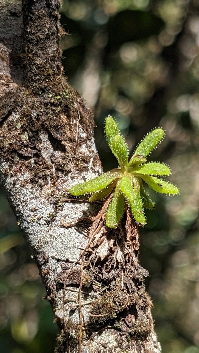 Pinguicula lignicola photo 4