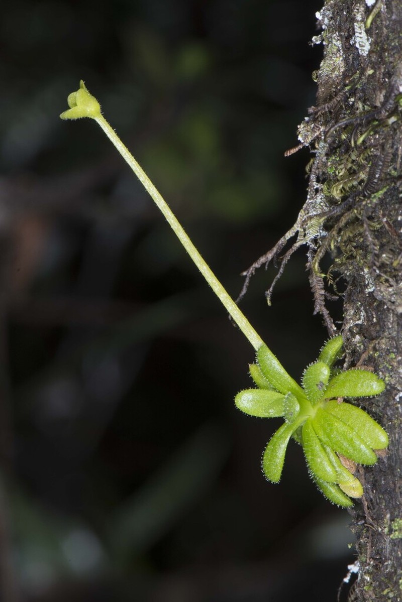 Pinguicula lignicola photo 6