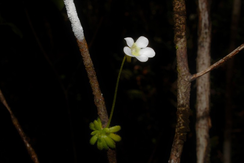 Pinguicula lignicola photo 7
