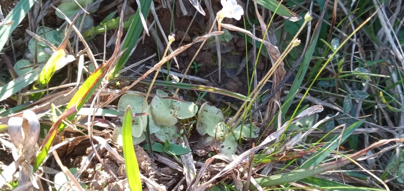 Pinguicula lilacina