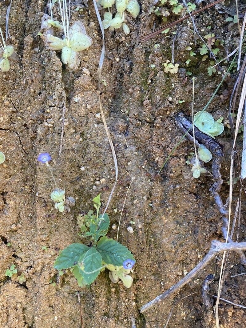 Pinguicula lilacina photo 2