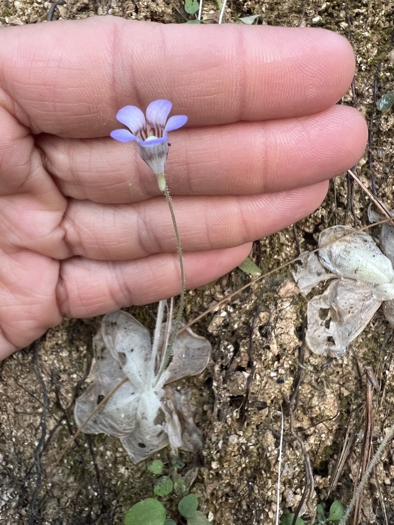 Pinguicula lilacina photo 3
