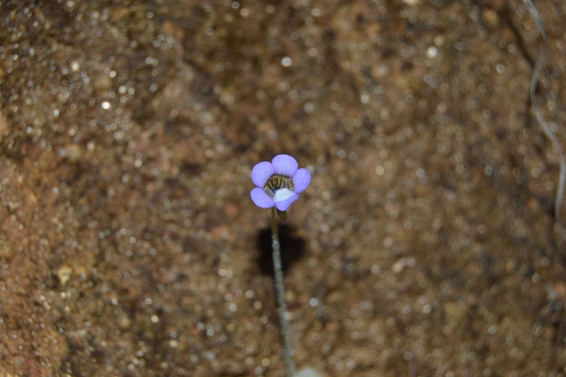 Pinguicula lilacina photo 4