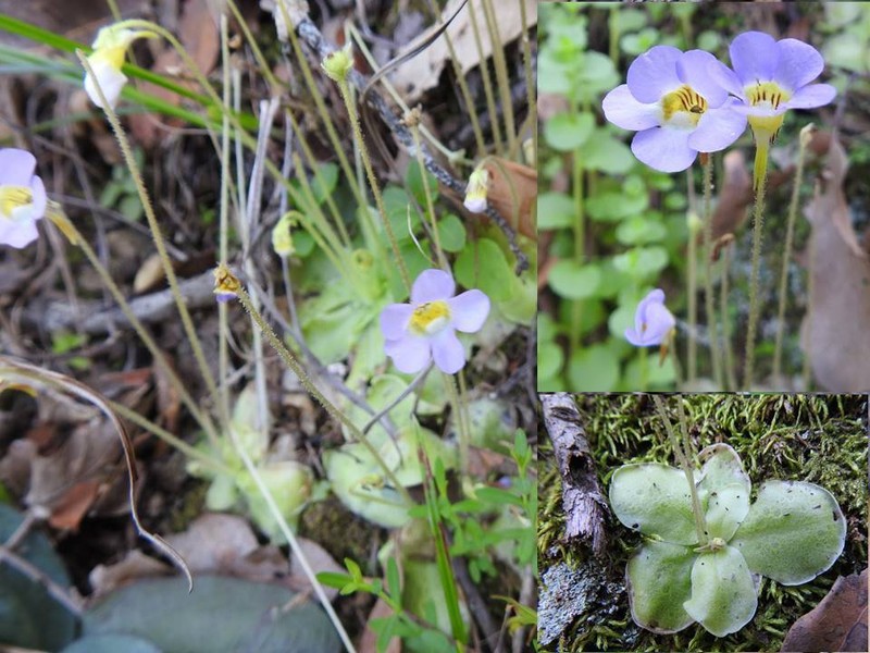 Pinguicula lilacina photo 6