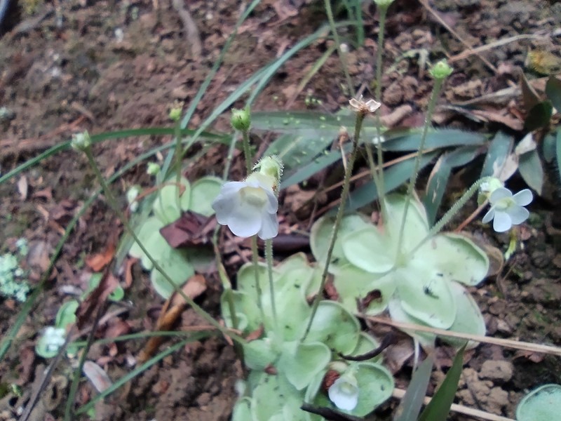Pinguicula lilacina photo 7