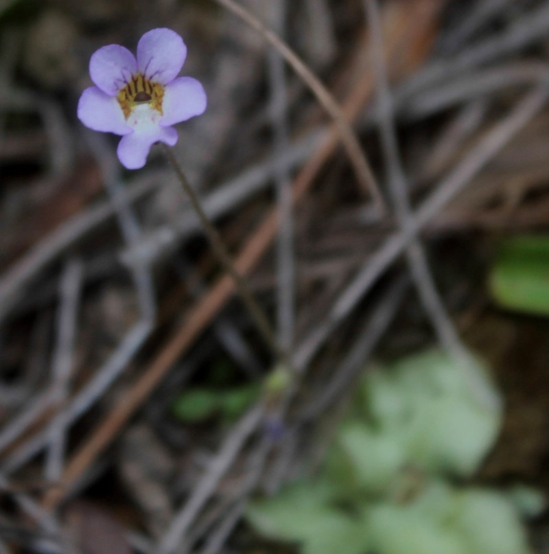 Pinguicula lilacina photo 8