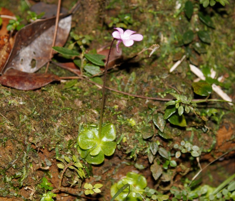 Pinguicula lippoldii photo 2