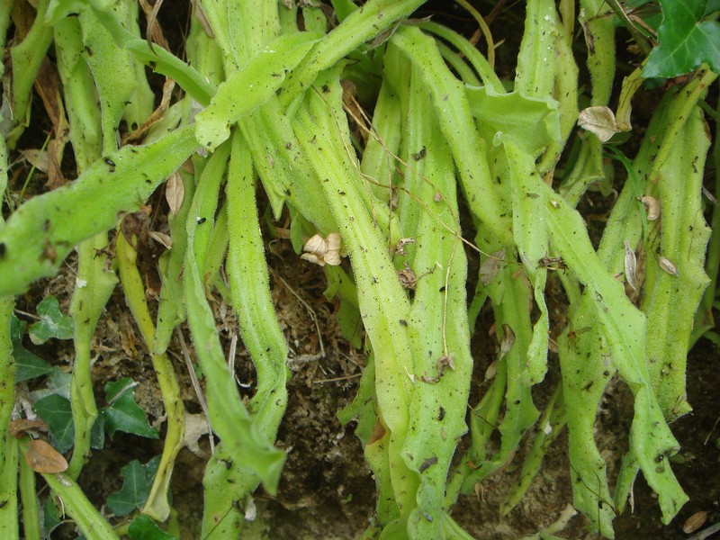Pinguicula longifolia