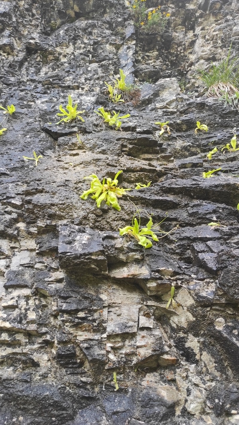 Pinguicula longifolia photo 2