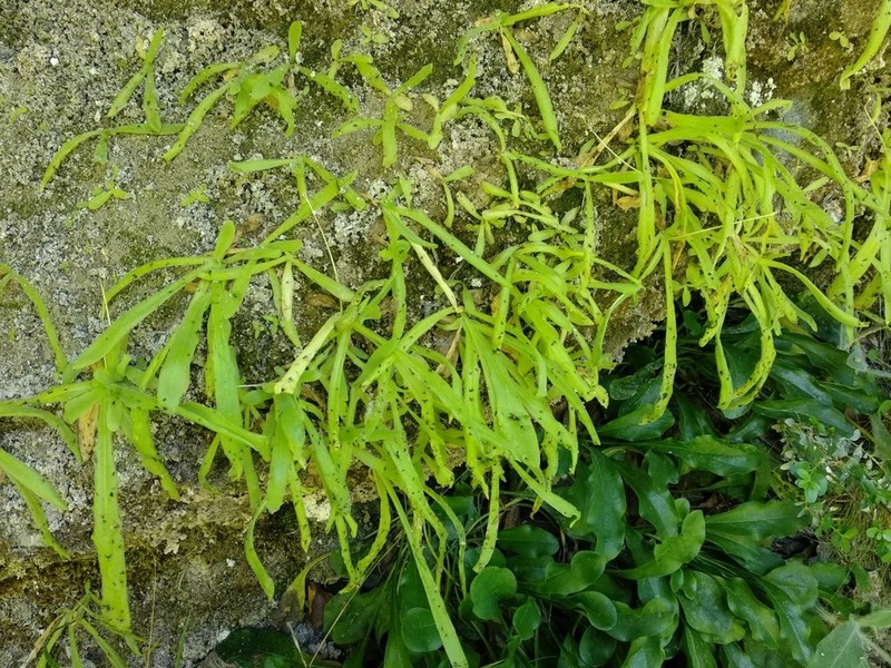 Pinguicula longifolia photo 3