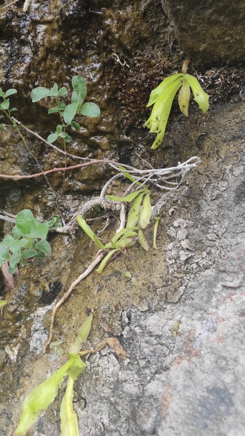 Pinguicula longifolia photo 4