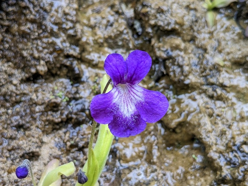 Pinguicula longifolia photo 5