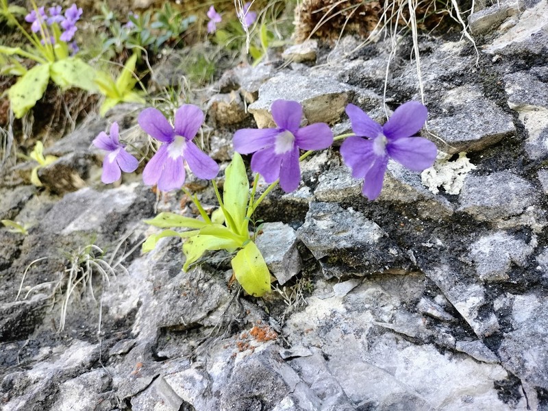 Pinguicula longifolia photo 7