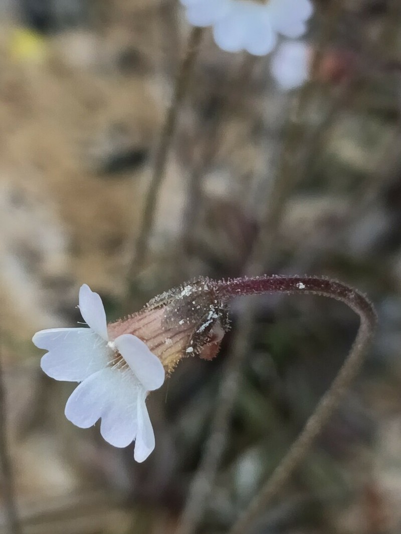 Pinguicula lusitanica photo 2