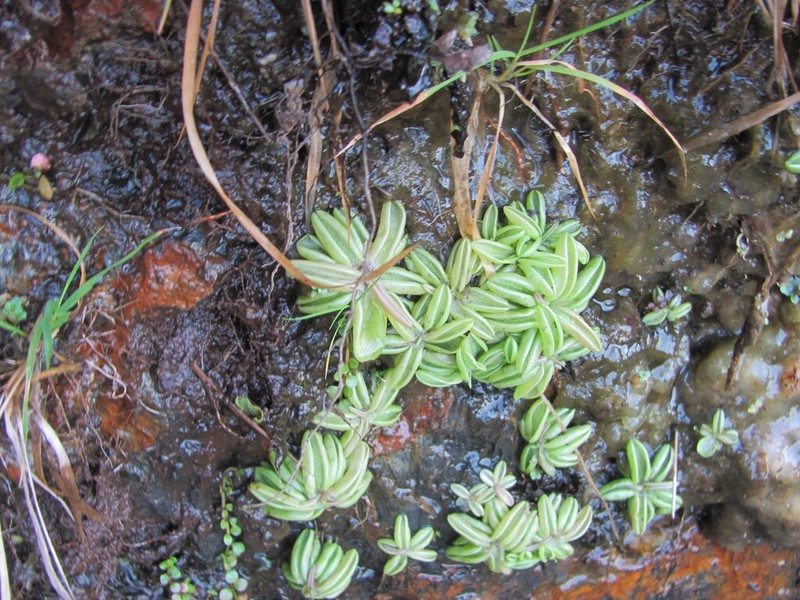 Pinguicula lusitanica photo 3