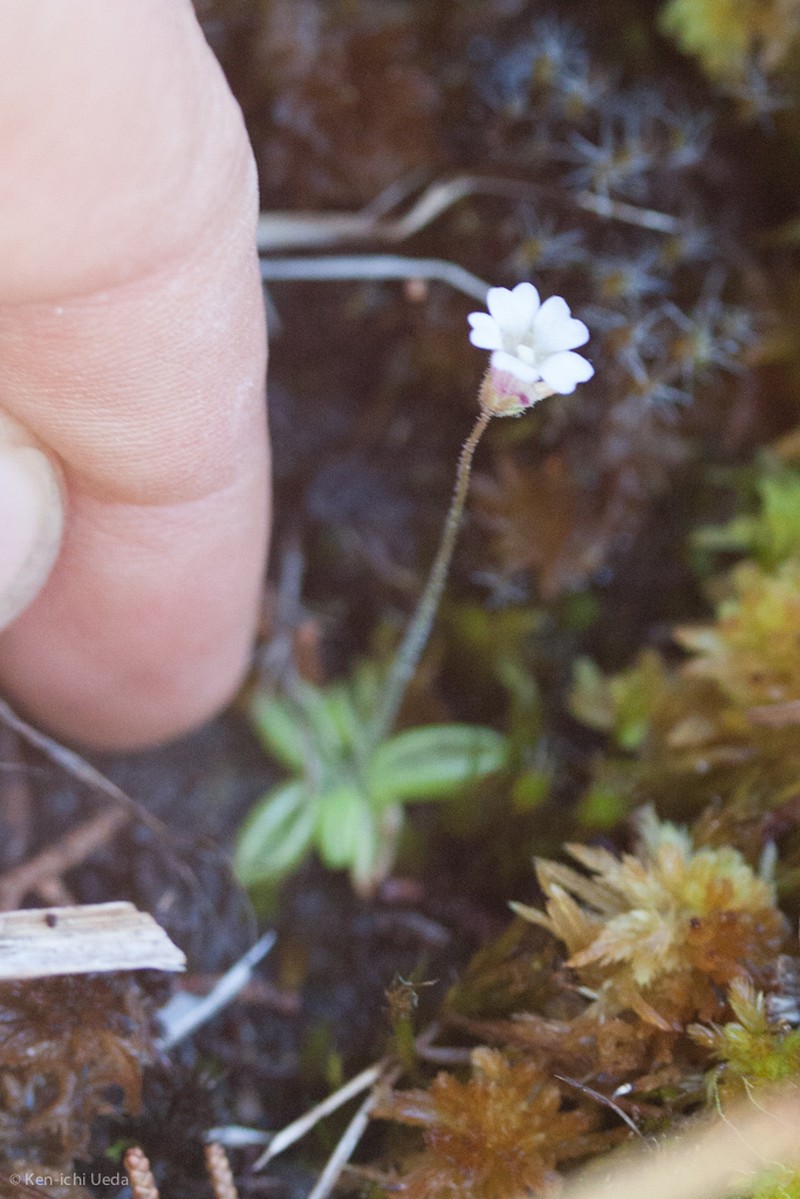 Pinguicula lusitanica photo 4