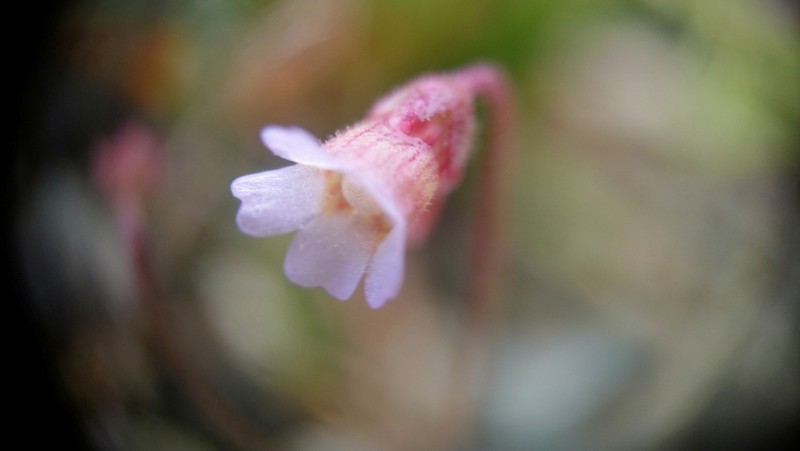 Pinguicula lusitanica photo 5