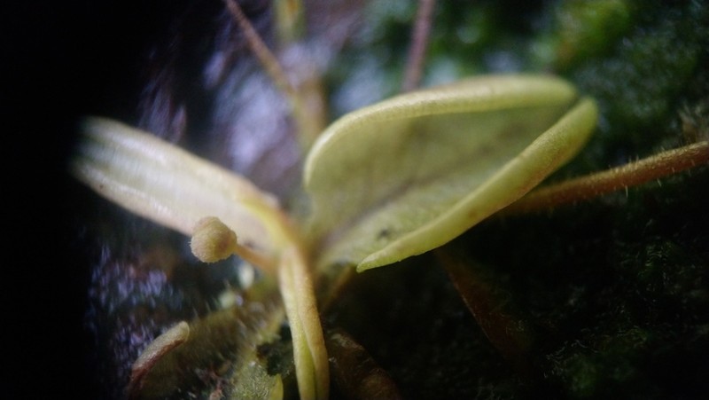 Pinguicula lusitanica photo 6