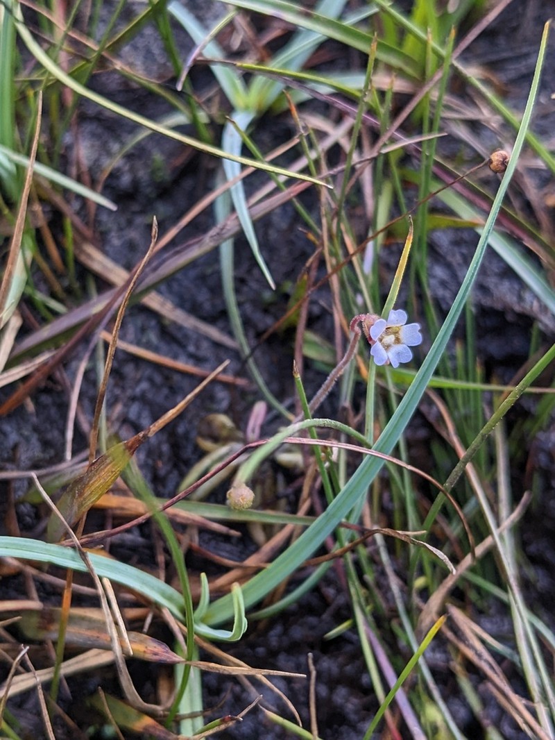 Pinguicula lusitanica photo 7