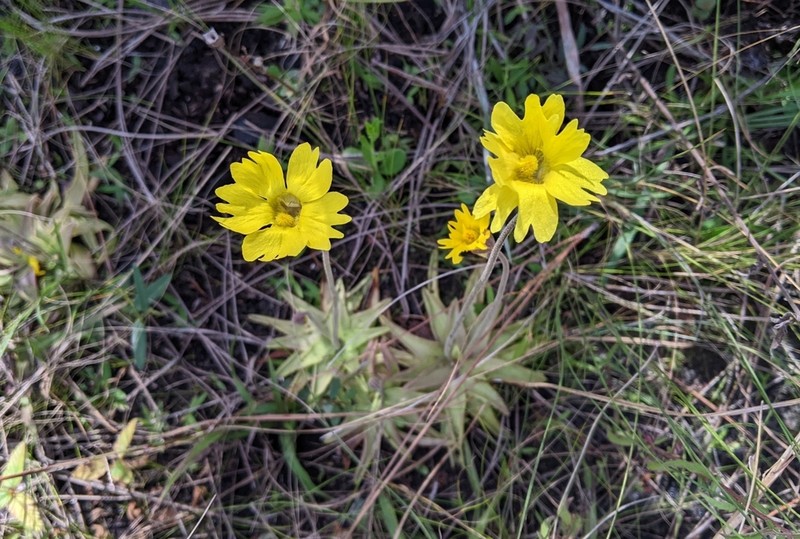 Yellow Butterwort photo 2