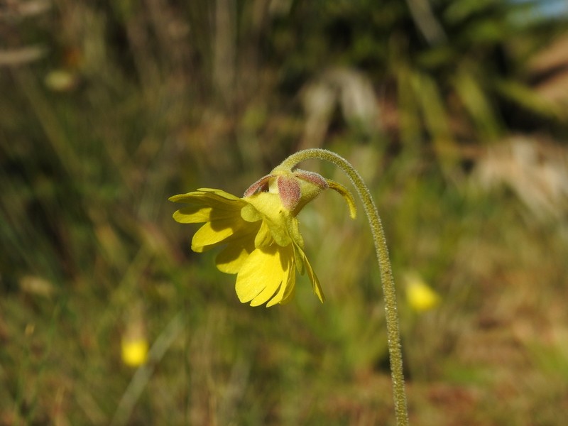 Yellow Butterwort photo 3