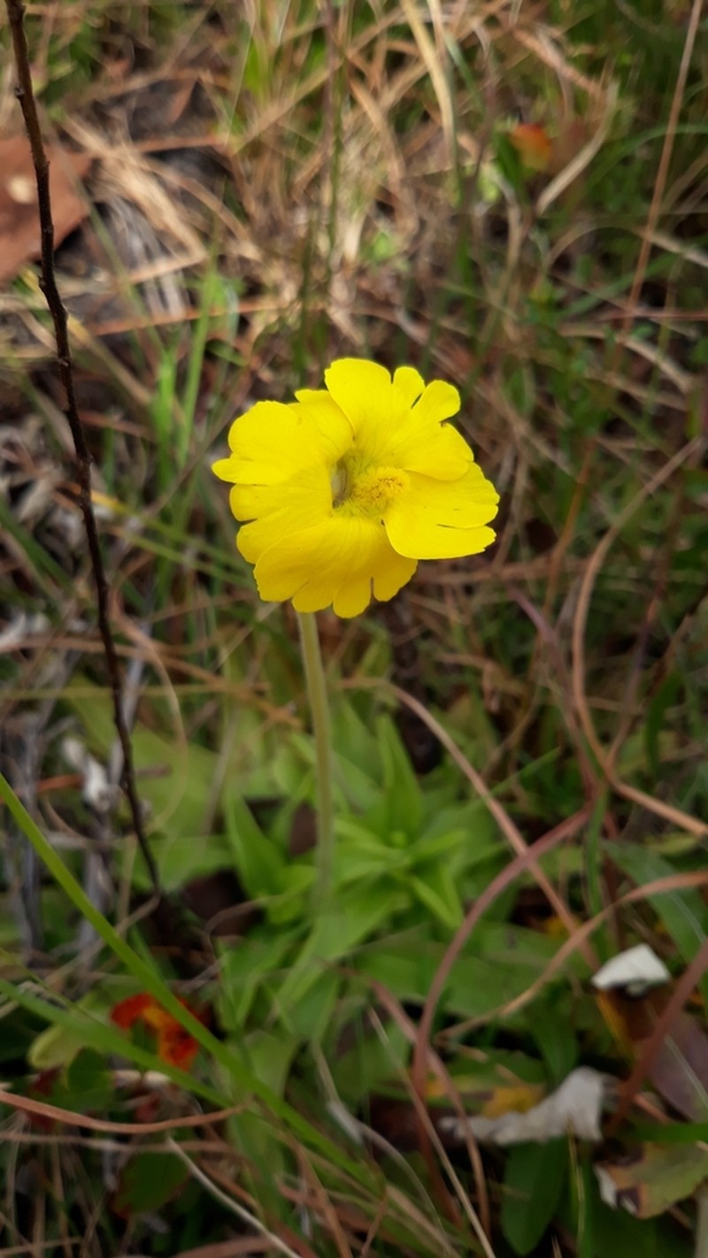 Yellow Butterwort photo 4
