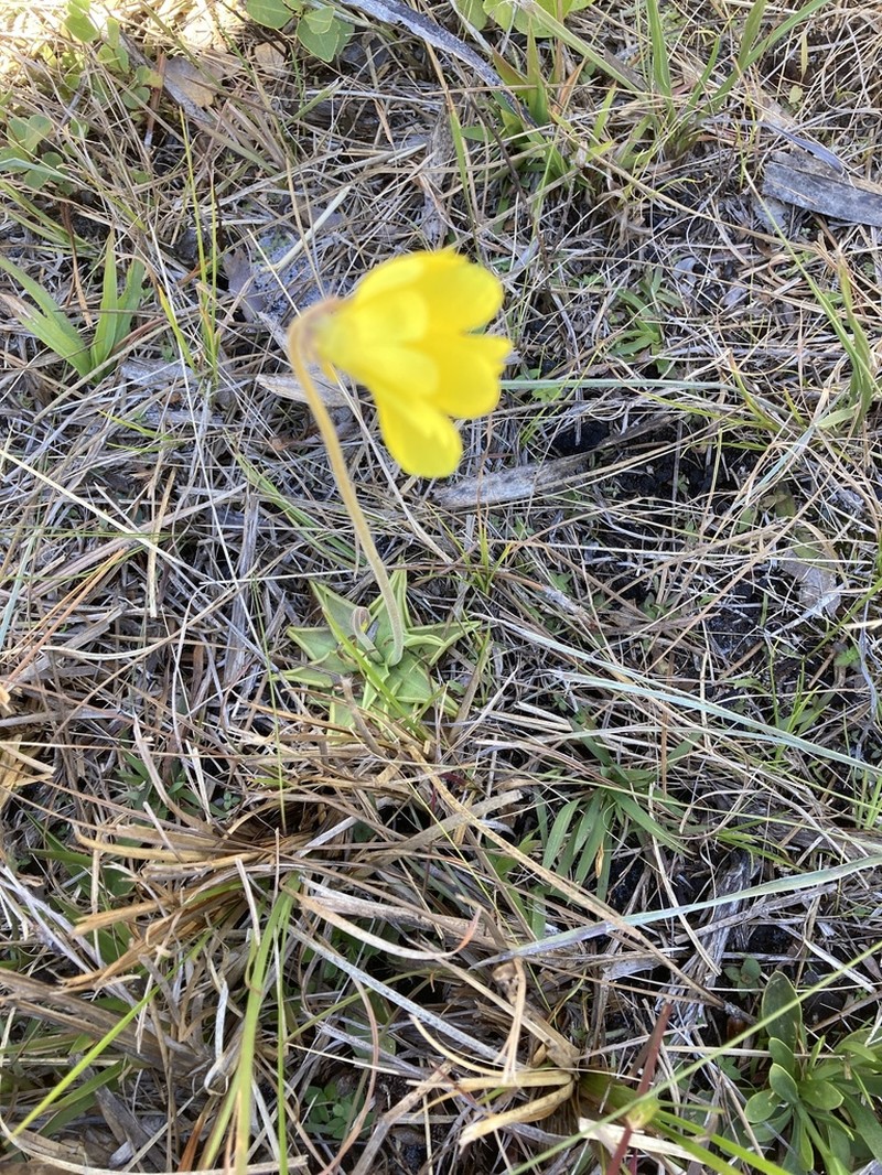 Yellow Butterwort photo 5