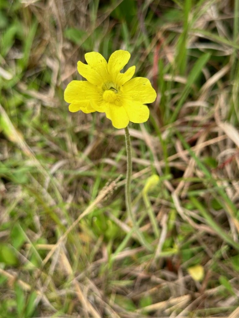 Yellow Butterwort photo 6
