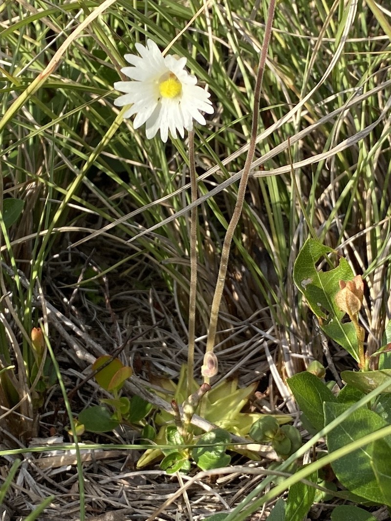 Yellow Butterwort photo 7