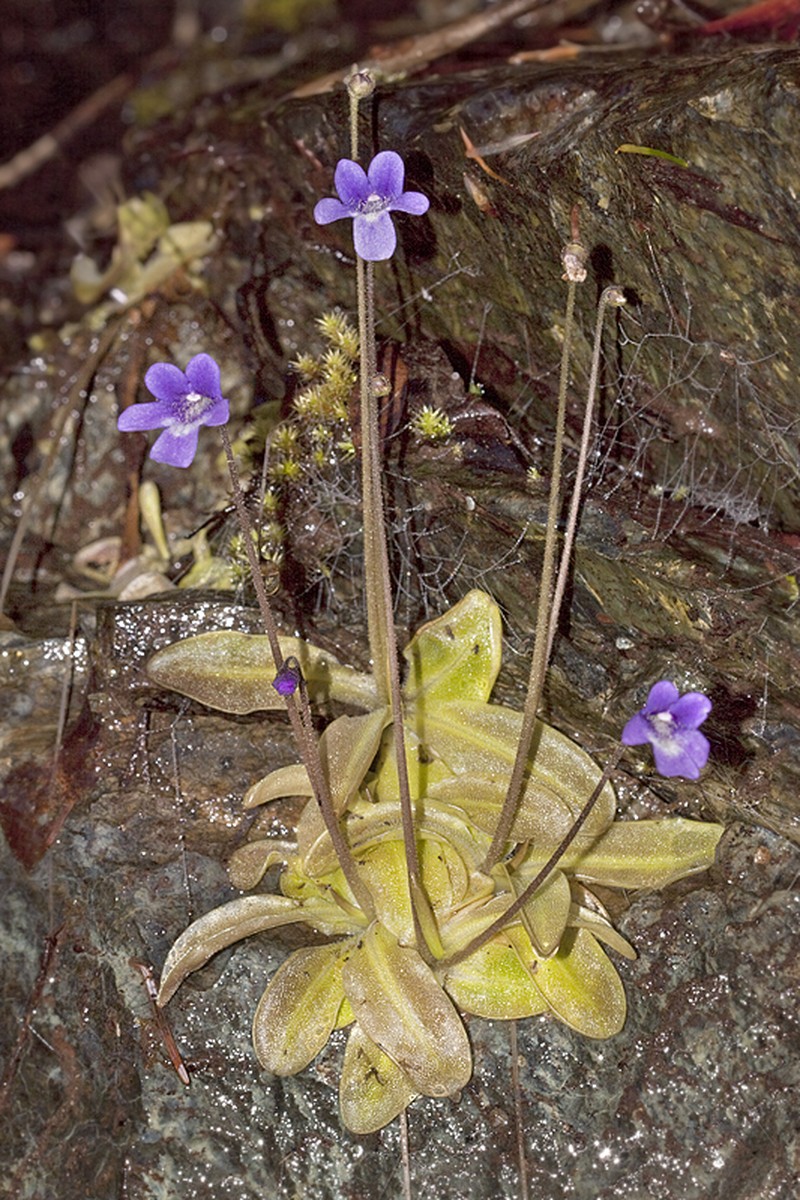 California Butterwort