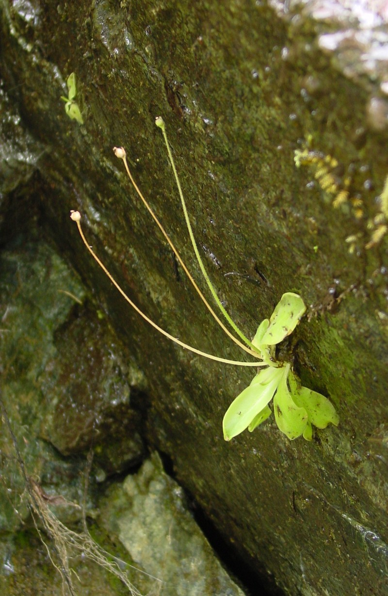 California Butterwort photo 2